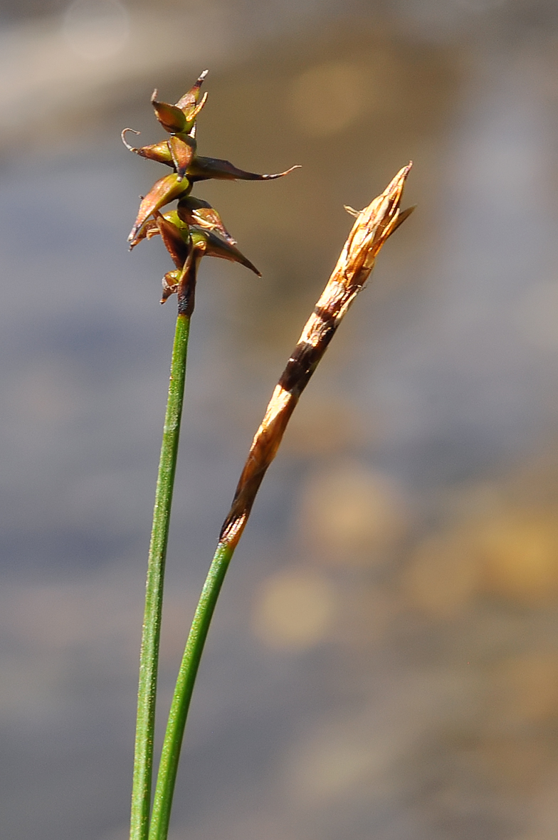 Carex davalliana