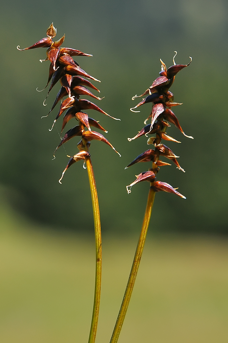 Carex davalliana