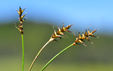 Carex davalliana