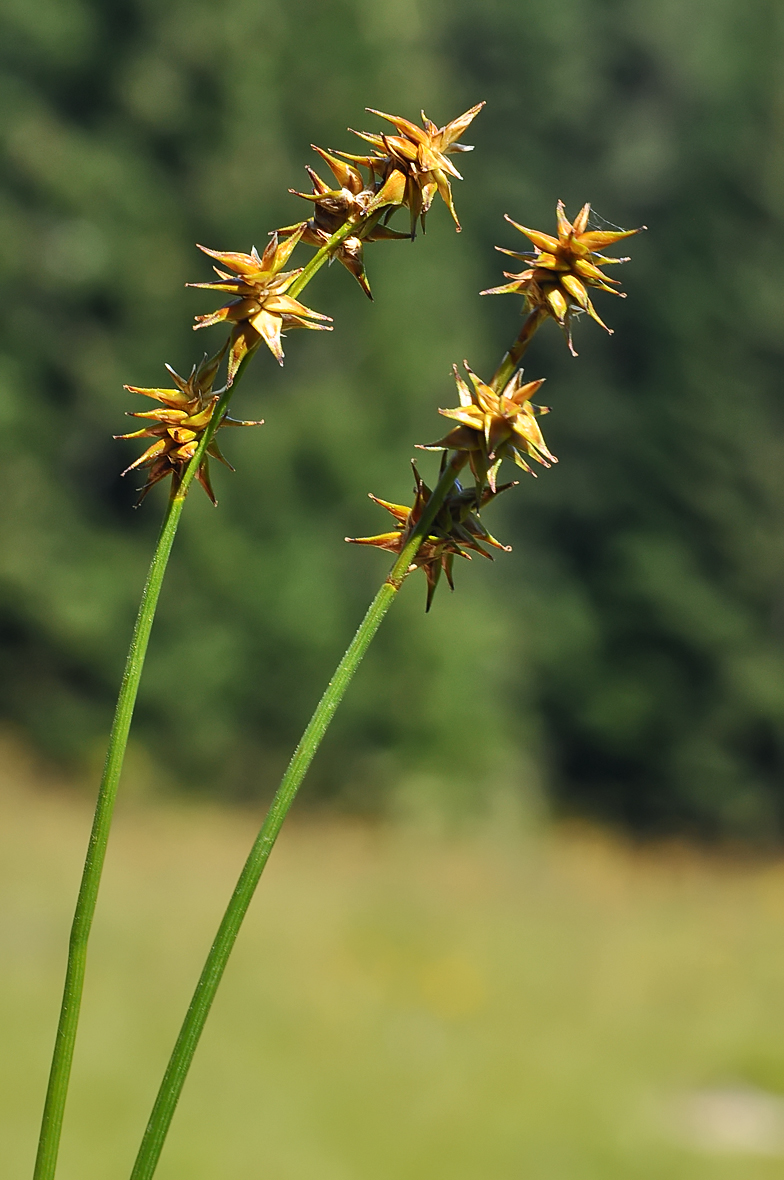 Carex echinata