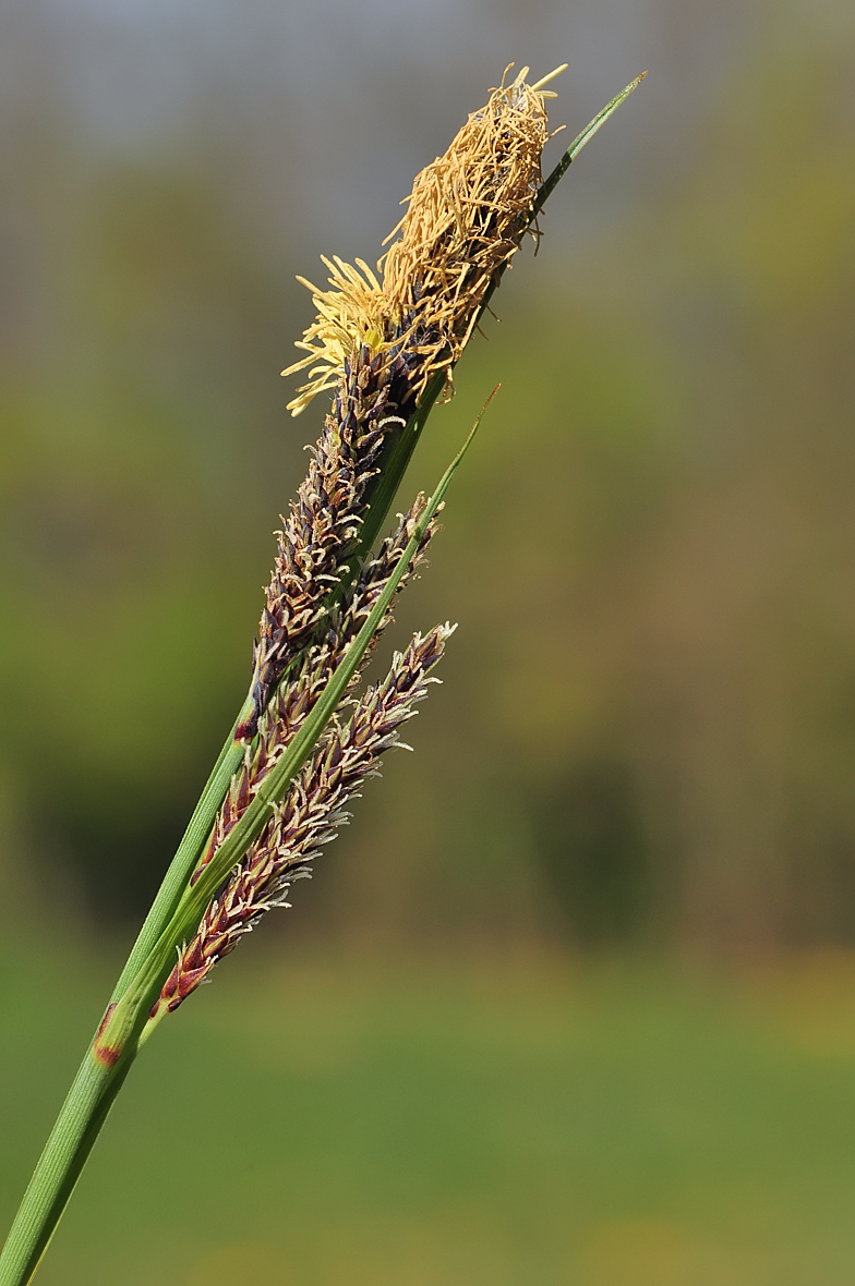 Carex flacca