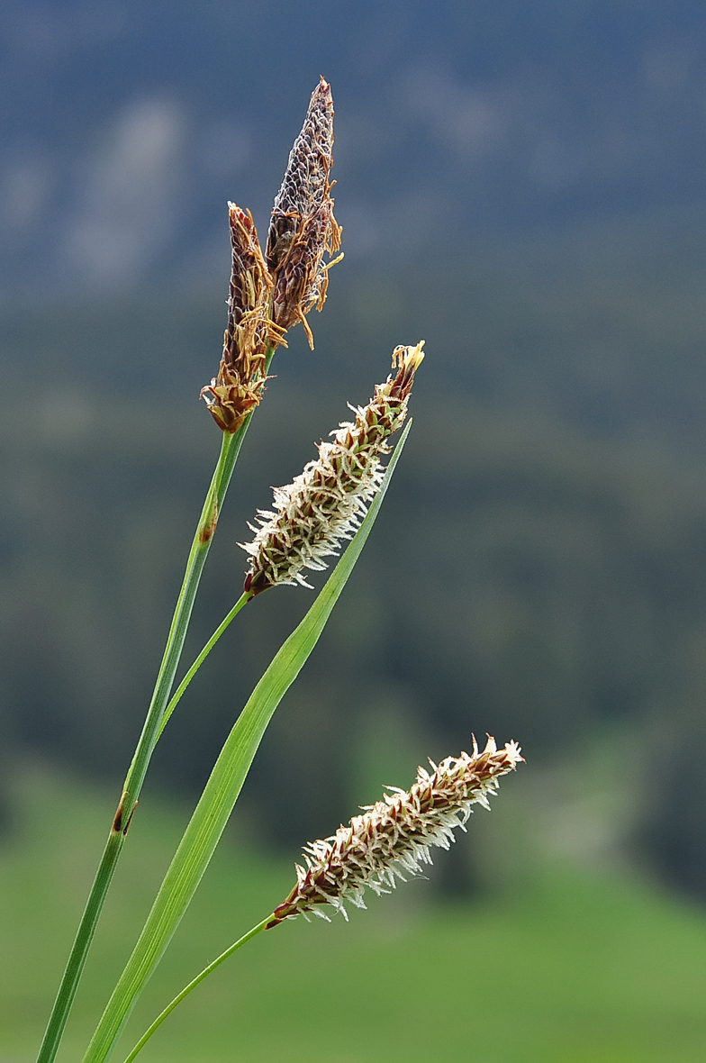 Carex flacca