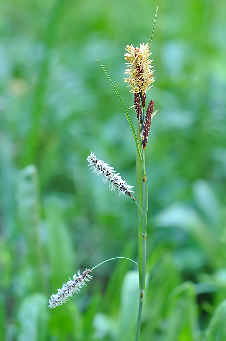 Carex flacca