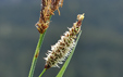 Carex flacca