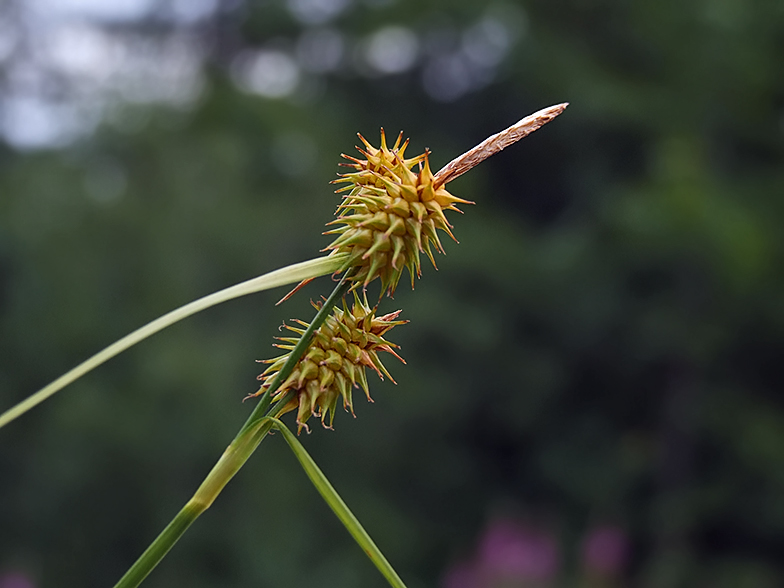 Carex flava