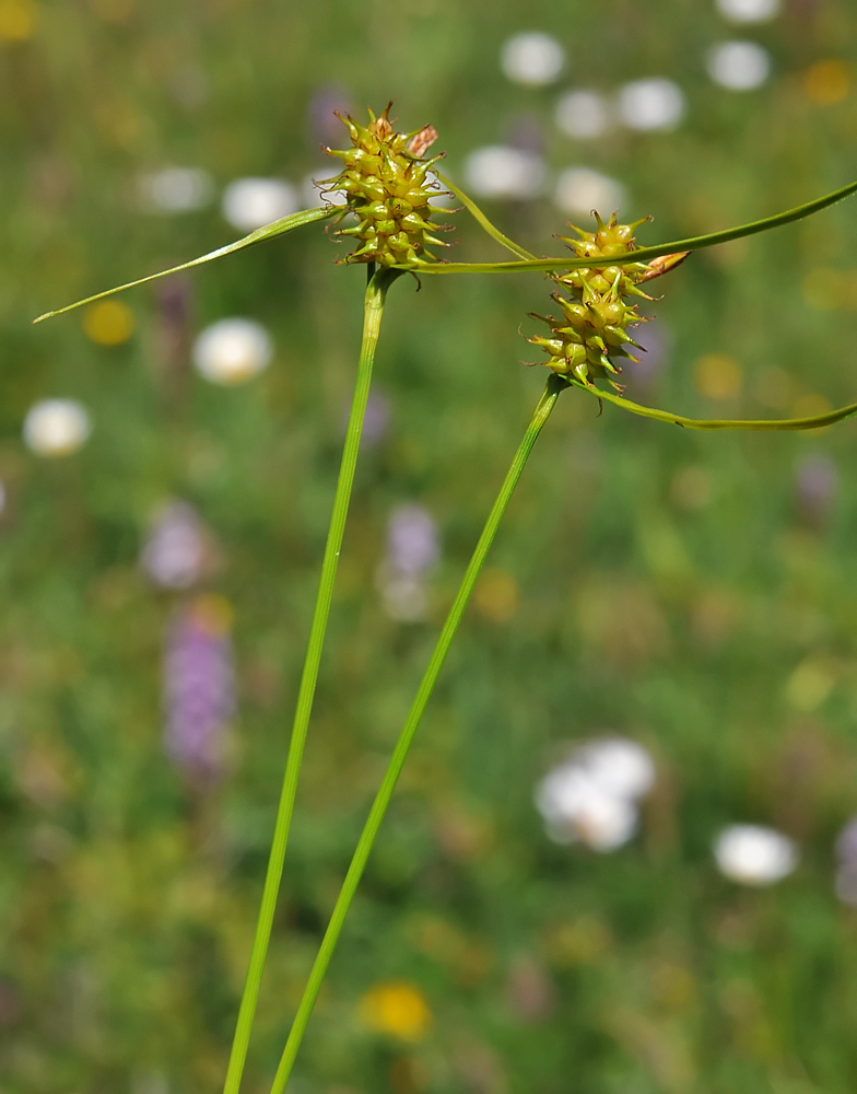 Carex flava