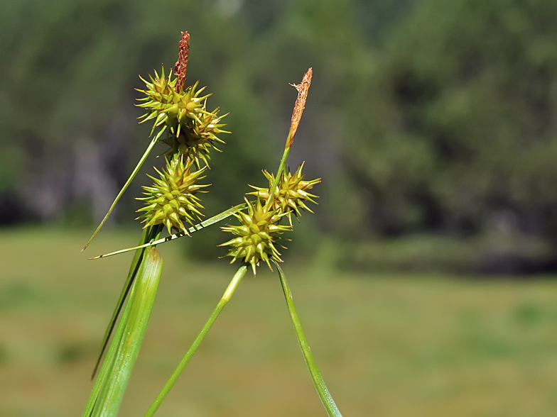 Carex flava