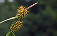 Carex flava