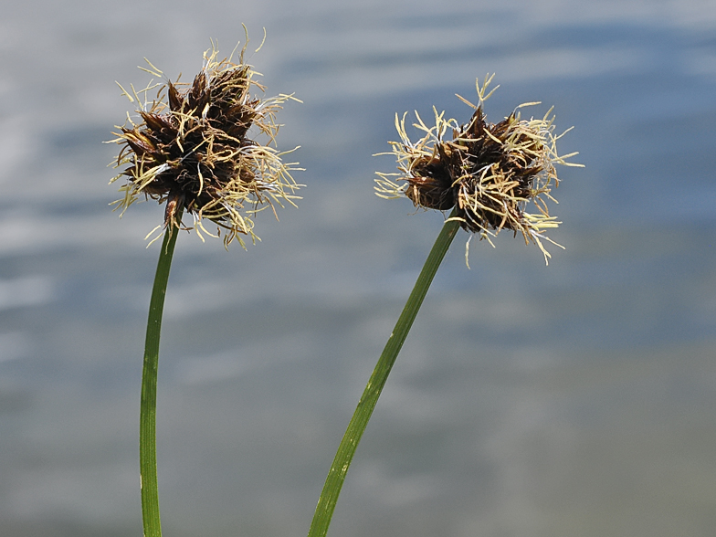 Carex foetida