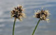 Carex foetida