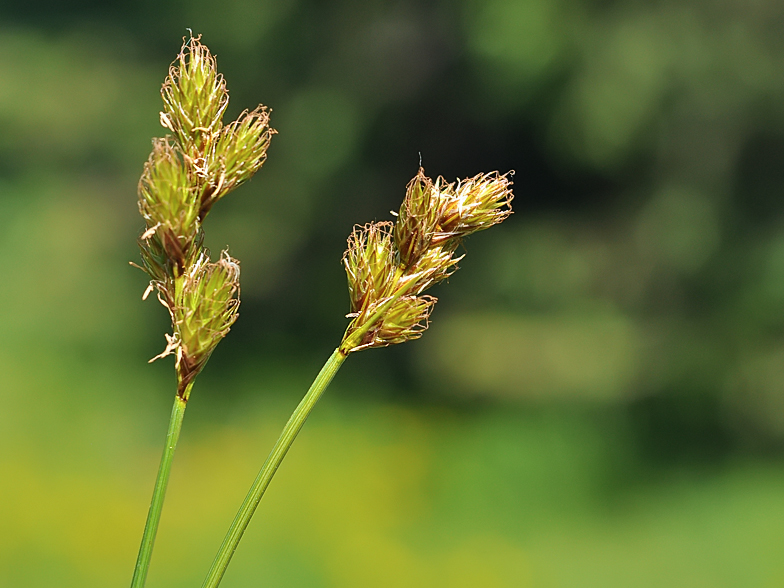 Carex leporina