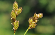 Carex leporina