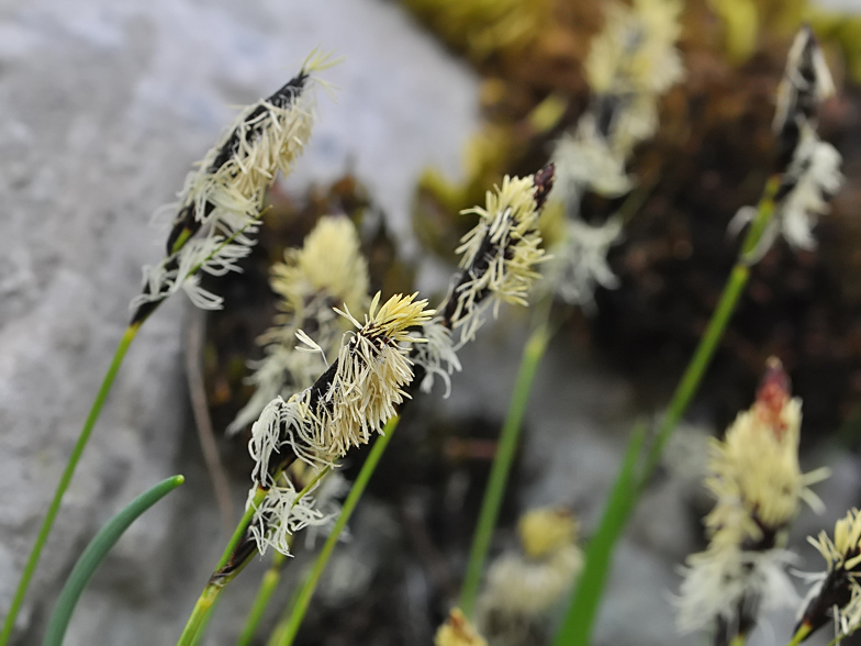 Carex montana