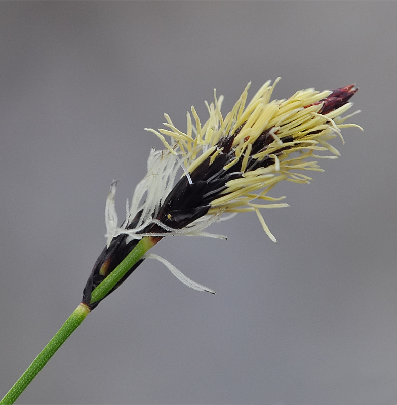 Carex montana