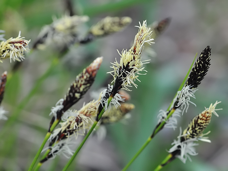 Carex montana