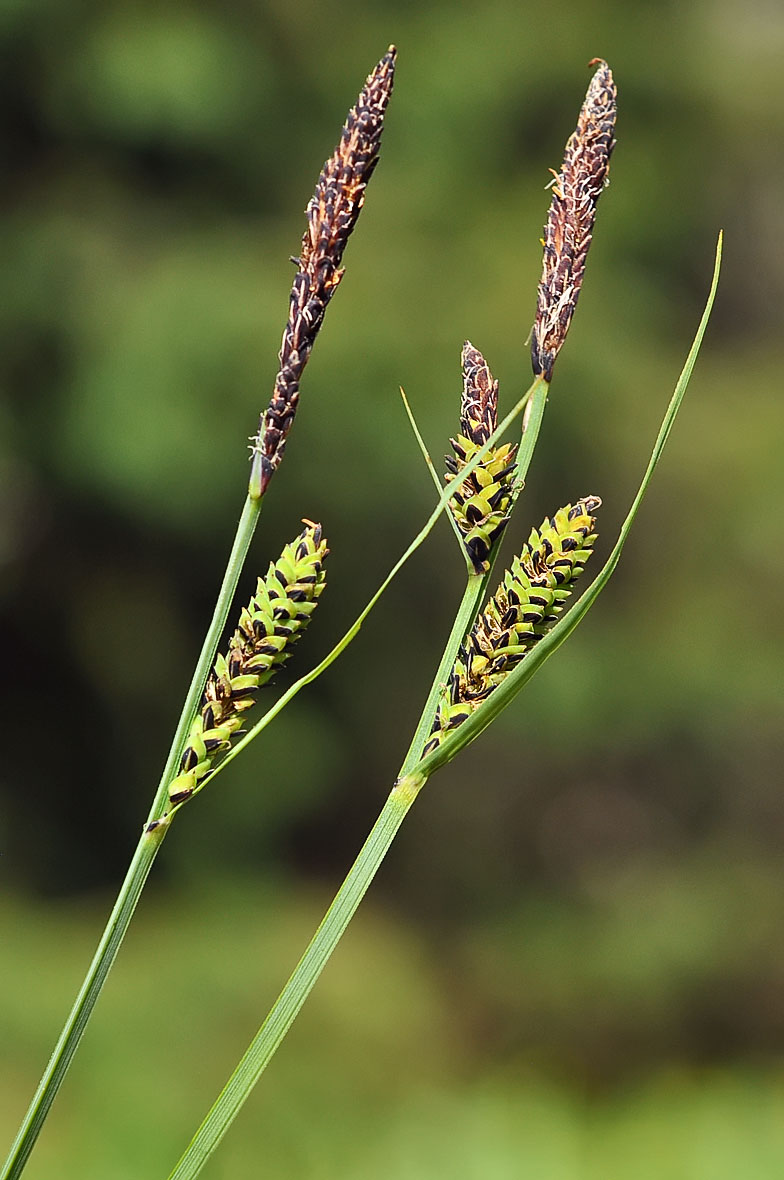 Carex nigra