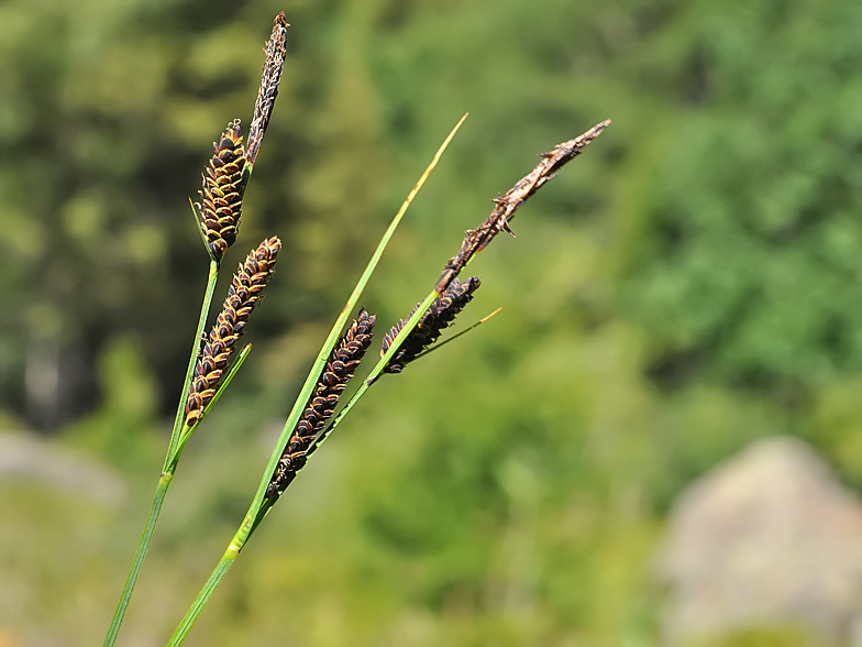 Carex nigra