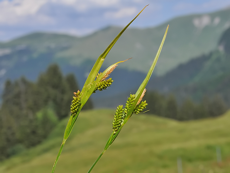 Carex pallescens