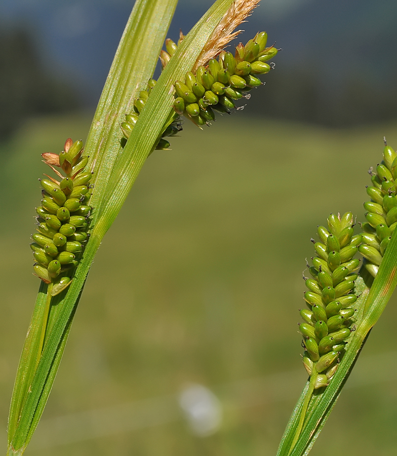 Carex pallescens