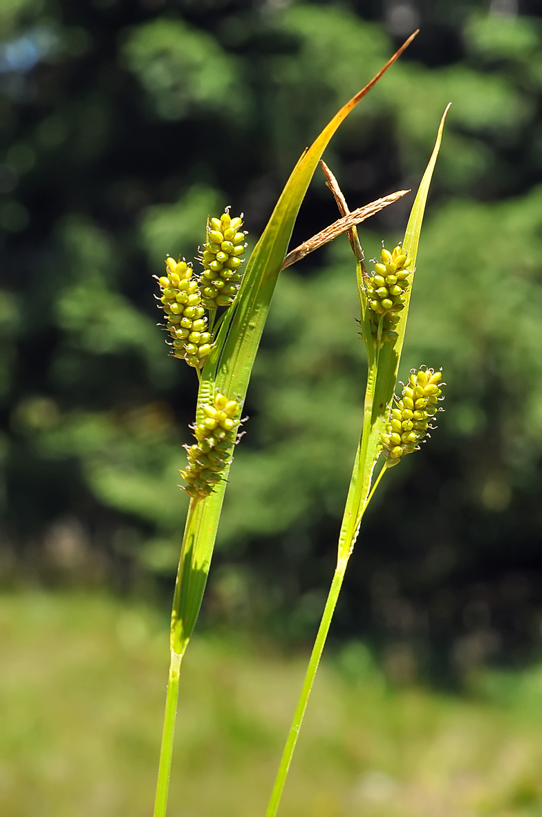 Carex pallescens