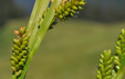 Carex pallescens