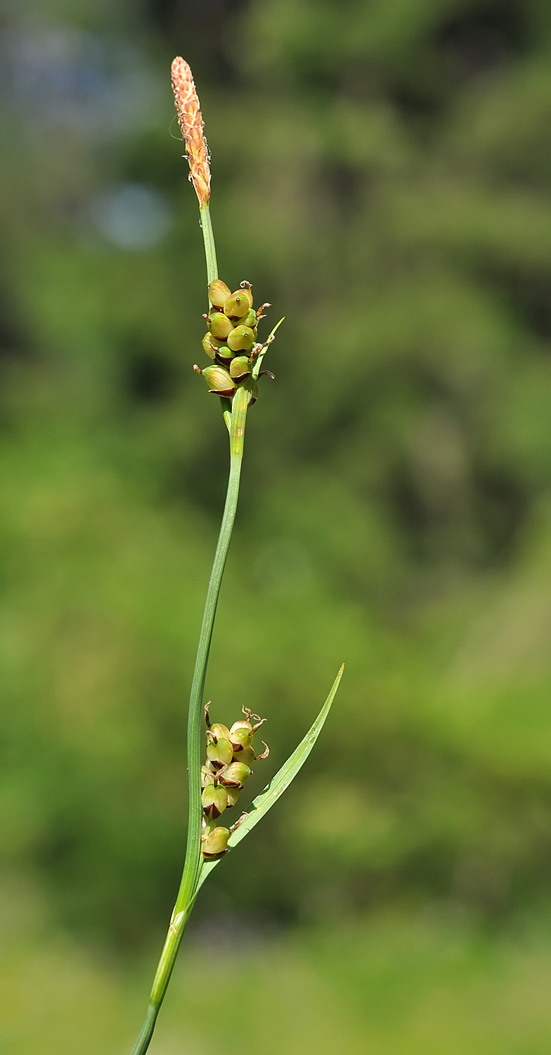 Carex panicea