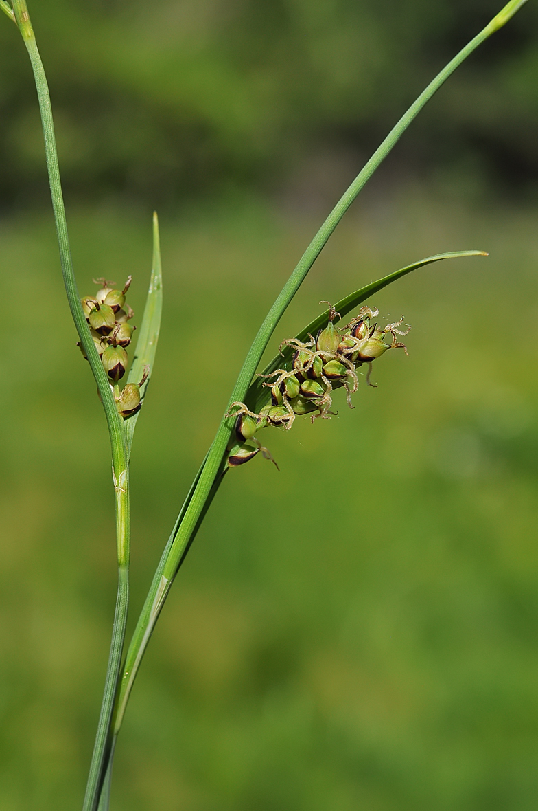 Carex panicea