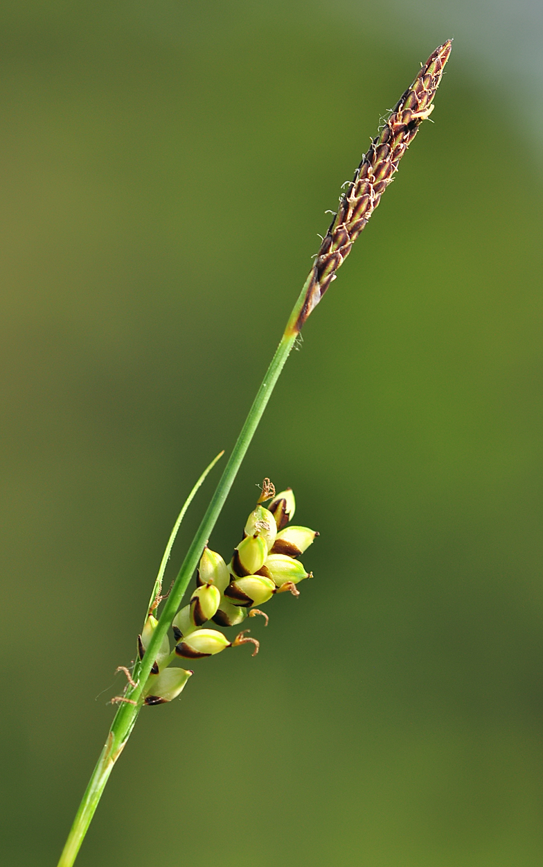 Carex panicea