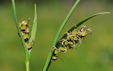 Carex panicea