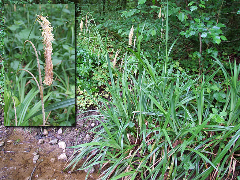 Carex pendula