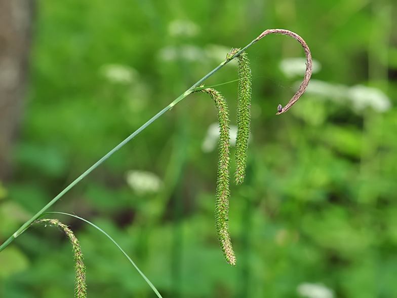 Carex pendula