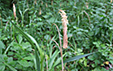 Carex pendula