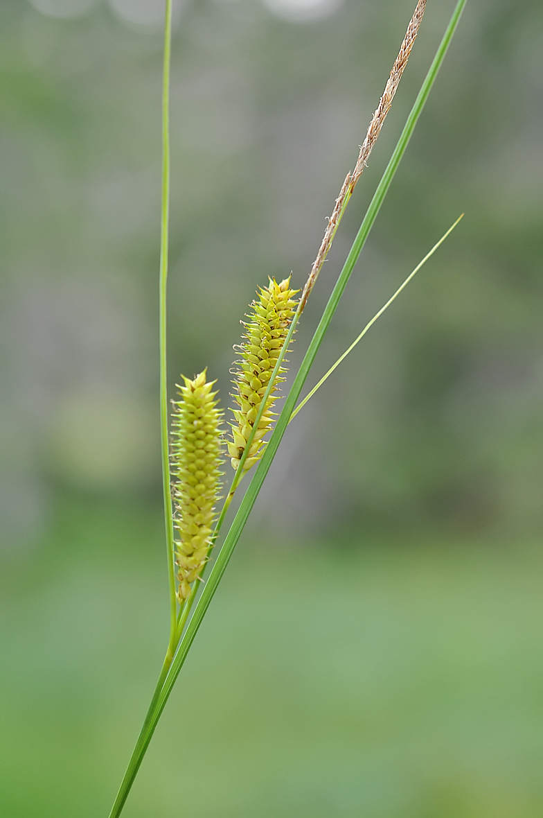 Carex rostrata