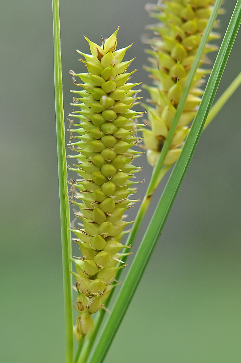 Carex rostrata