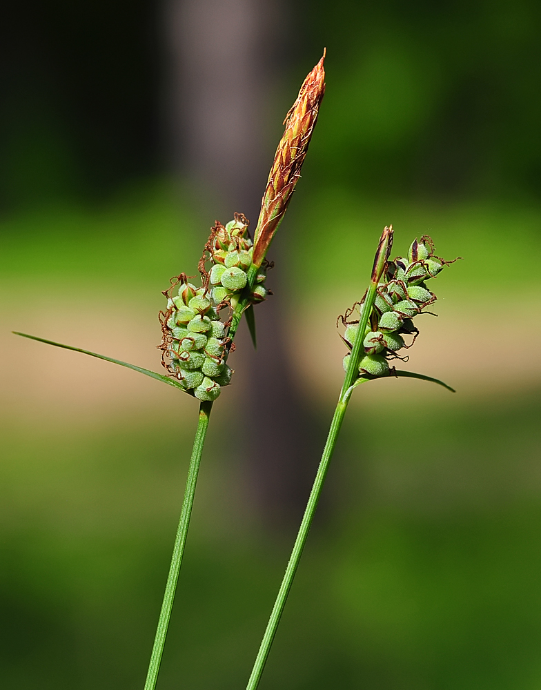 Carex tomentosa