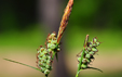 Carex tomentosa