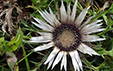 Carlina acaulis ssp. caulescens fo. nana