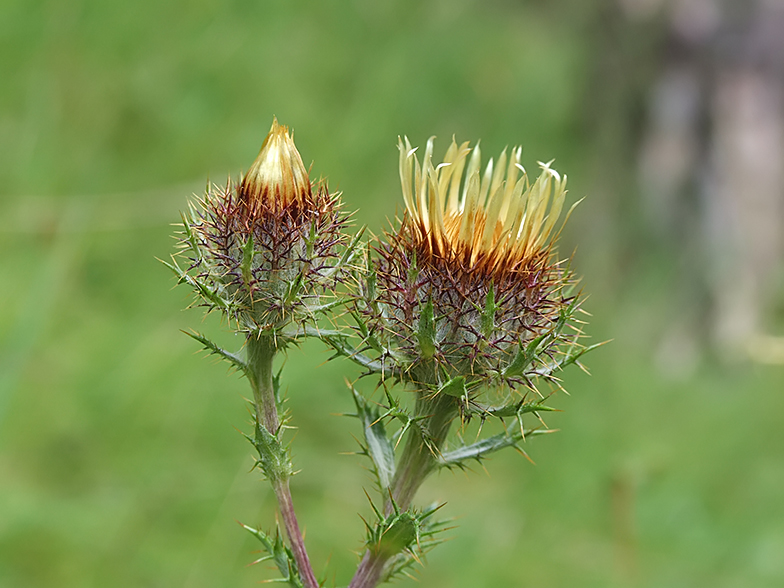 Carlina vulgaris