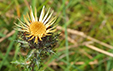 Carlina vulgaris