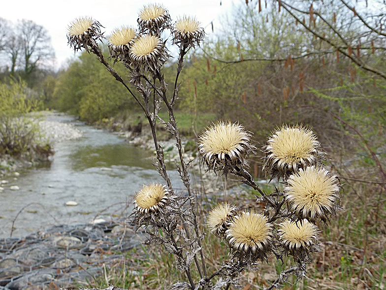 Carlina vulgaris seche