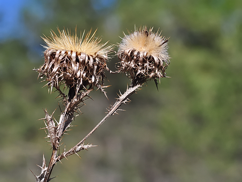 Carlina vulgaris