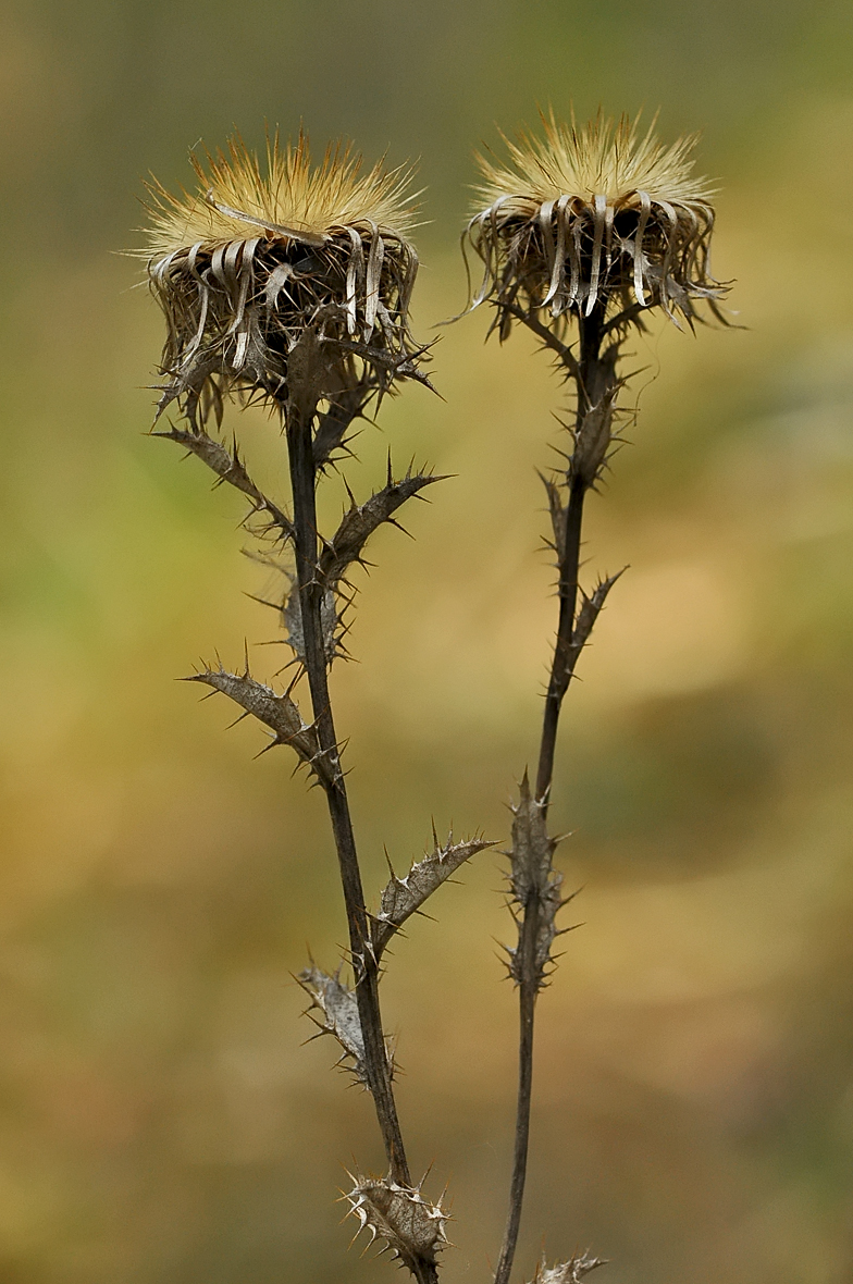 Carlina vulgaris