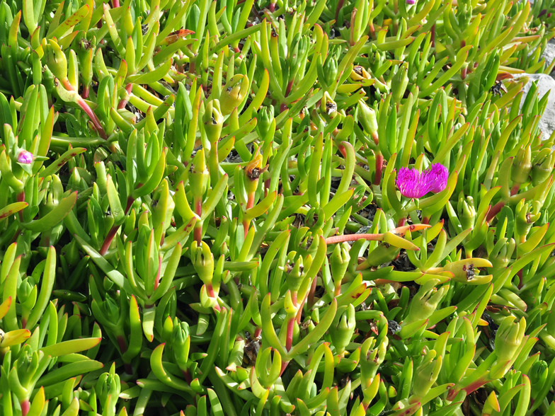 Carpobrotus edulis