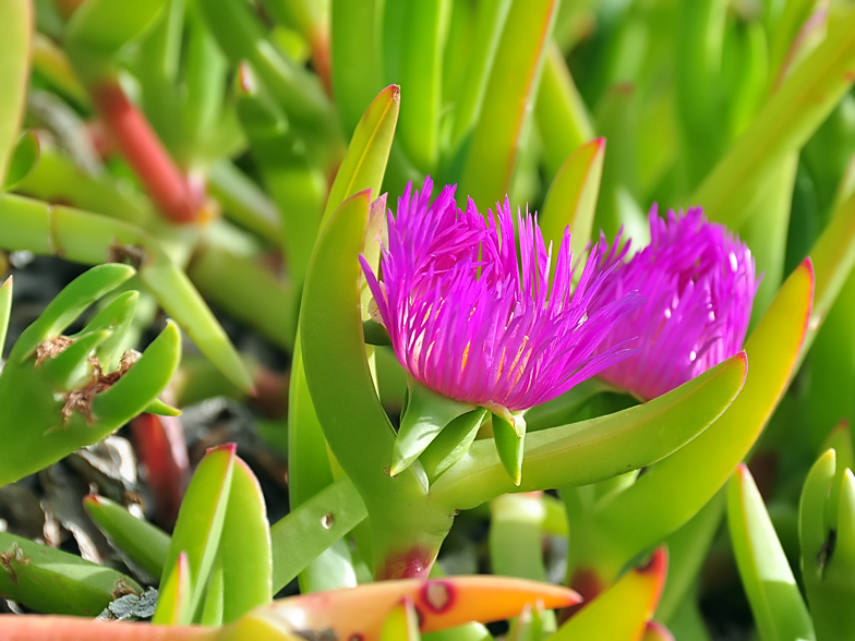 Carpobrotus edulis