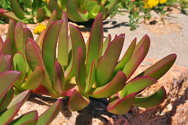 Carpobrotus edulis