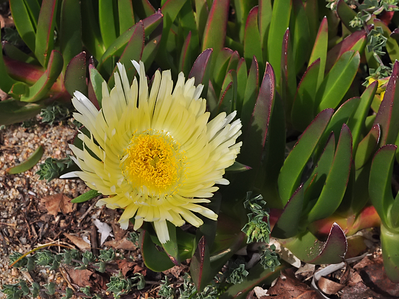 Carpobrotus edulis