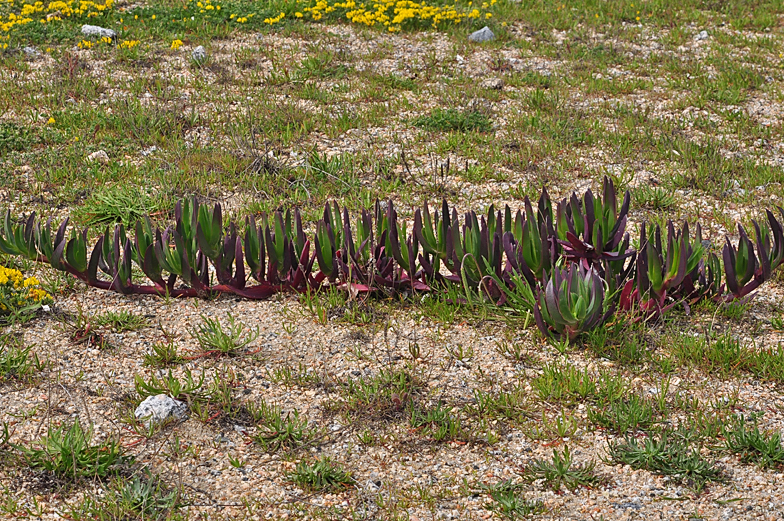 Carpobrotus edulis