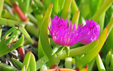 Carpobrotus edulis