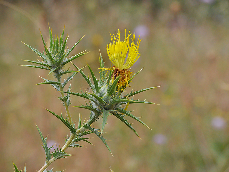 Carthamus lanatus