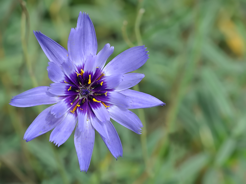 Catananche caerulea